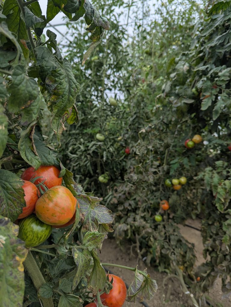 Le Potager Divin — Photo 4