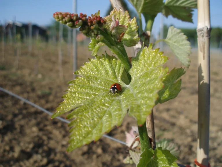 Château de Bioul — Photo 5