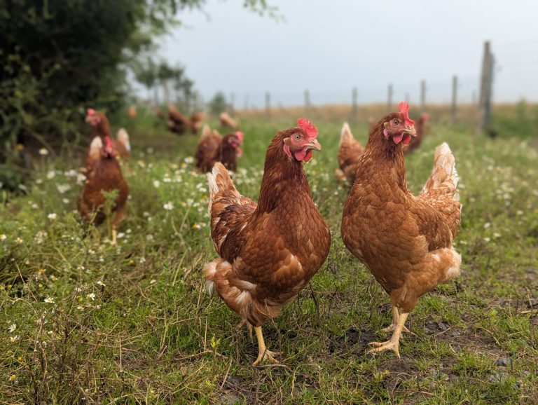 Les Oeufs du verger — Photo 4