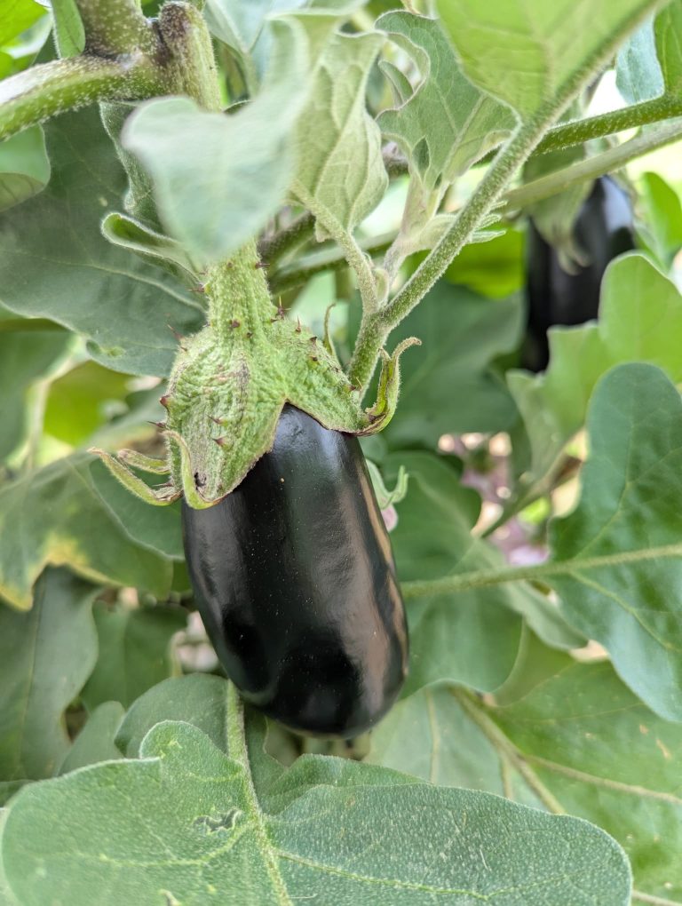 Le Jardin du Frech-Try — Photo 4