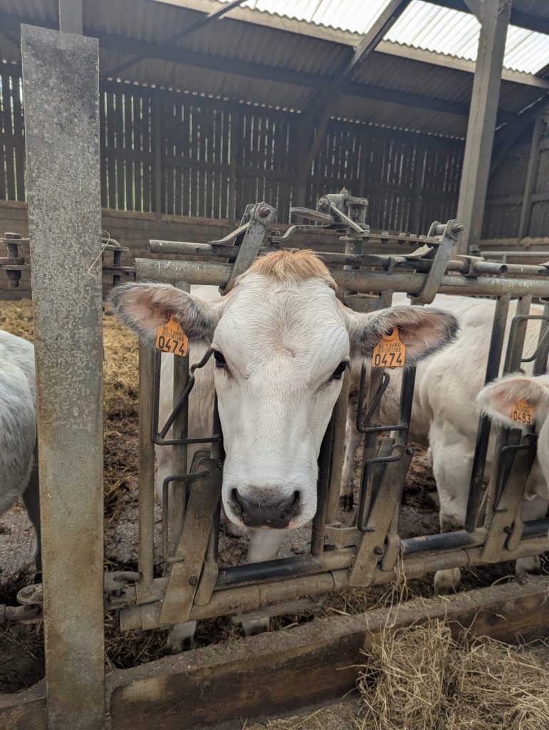 Vachement Ferme — Image de couverture