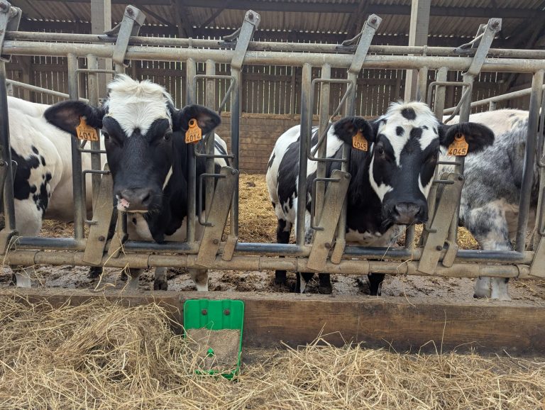 Vachement Ferme — Photo 4