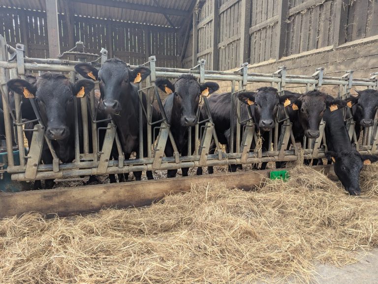 Vachement Ferme — Photo 5