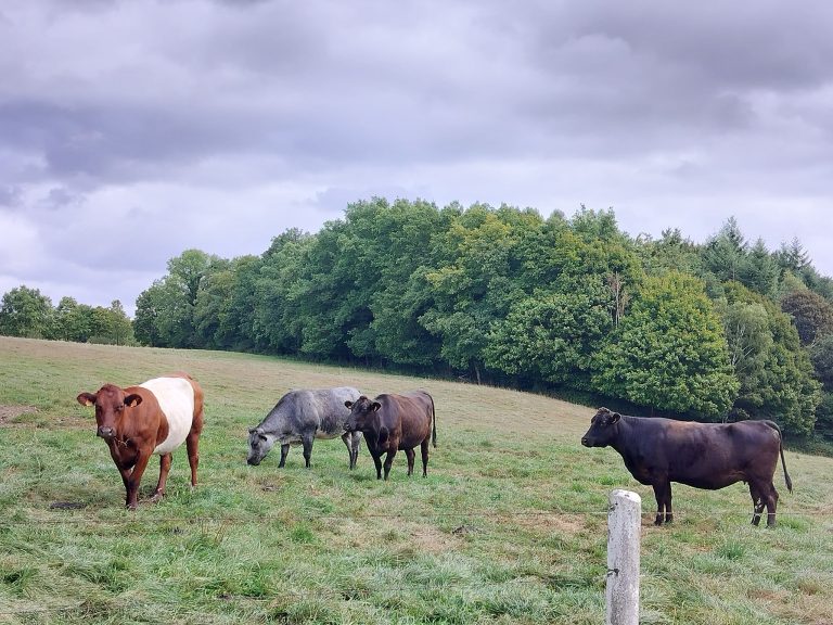 Vachement Ferme — Photo 6