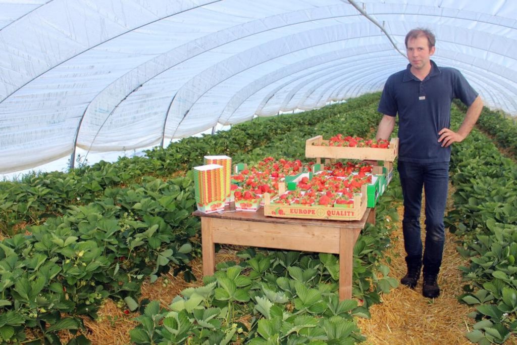 Les Fraises de Falaën — Image de couverture