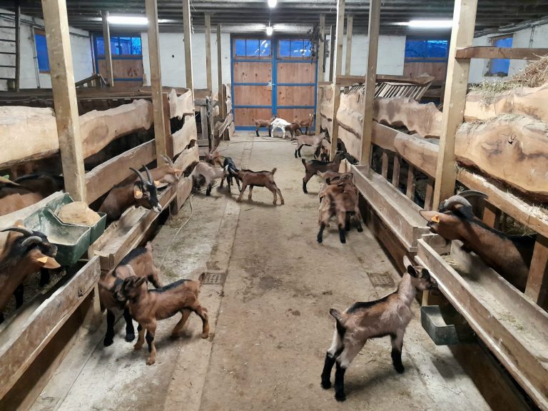 La Chèvrerie d&rsquo;Havenne — Photo 6