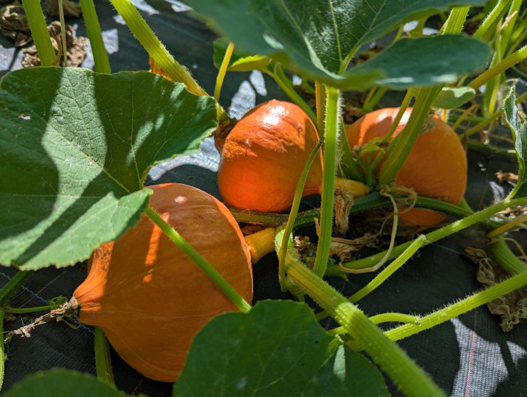 Les Délices du jardin — Photo 5