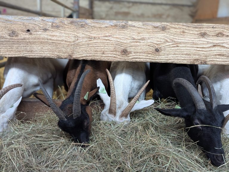 Les Demoiselles de Famenne — Photo 3