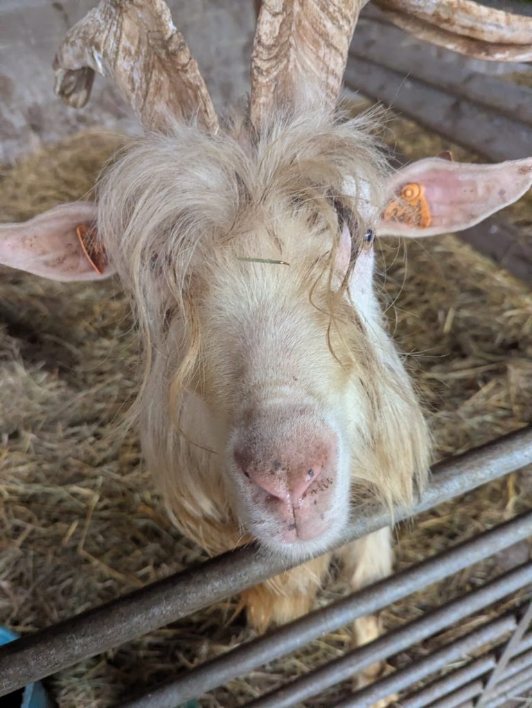 Les Demoiselles de Famenne — Photo 4