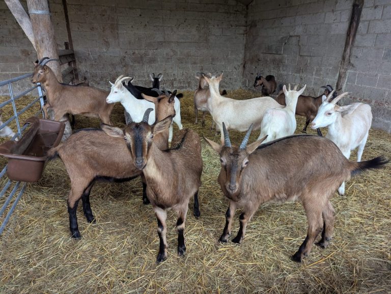 Les Demoiselles de Famenne — Photo 6