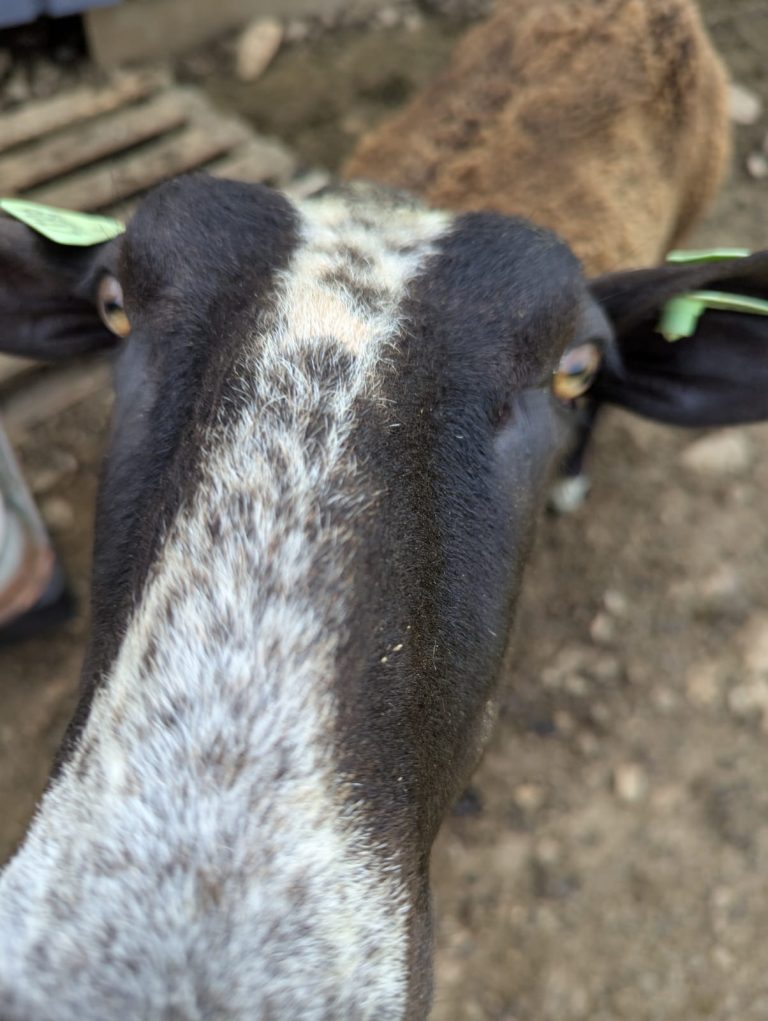 La Bergerie d&rsquo;Emilie — Photo 5
