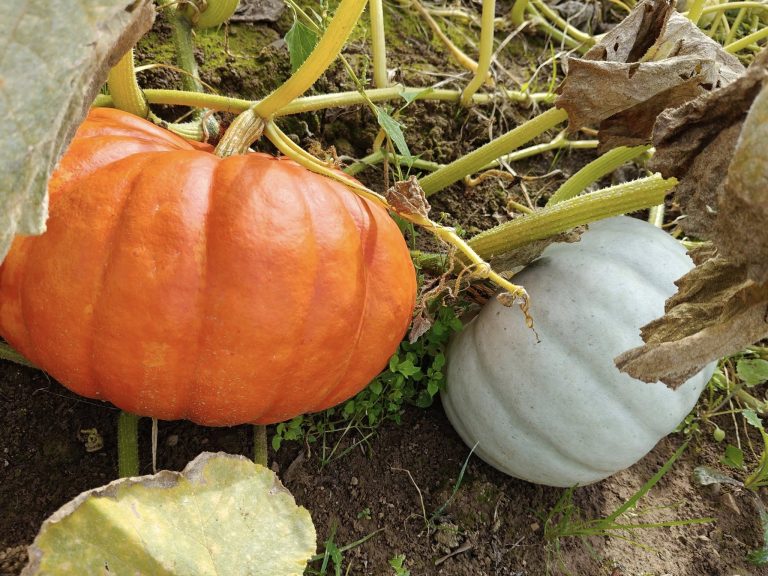 Les Légumes du Grand Feu — Photo 3