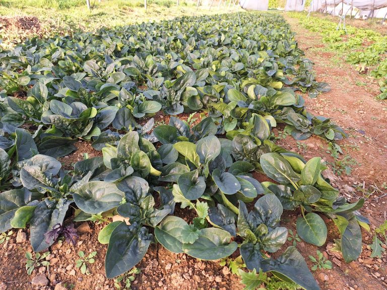 Les Jardins de Mimie — Photo 4