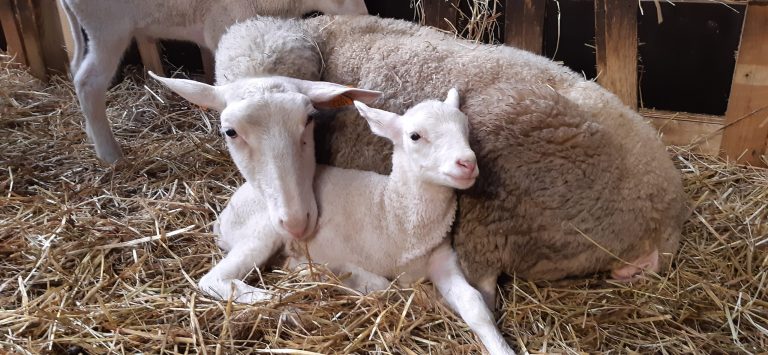 La Bergerie de Kumaye — Photo 6