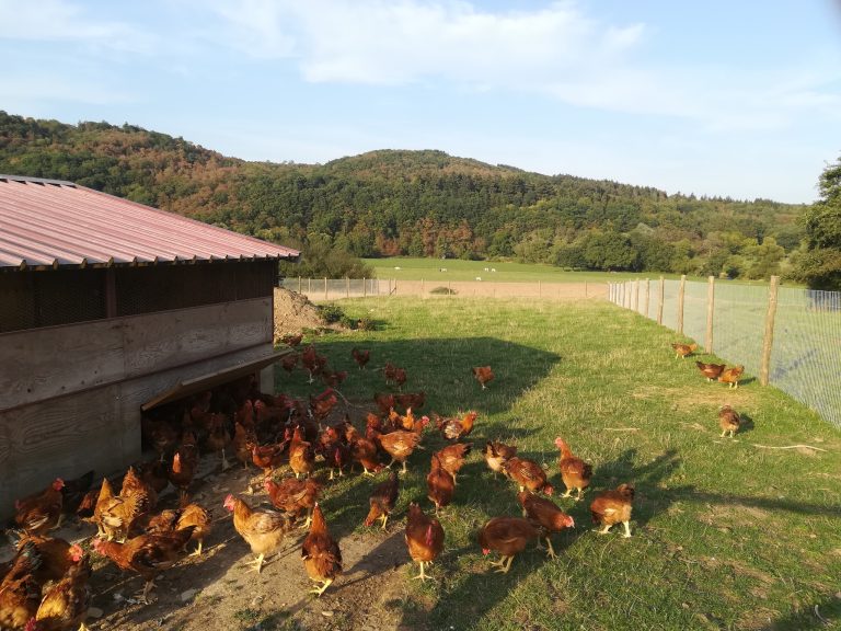 La Boucherie Lucie et Francois — Photo 4