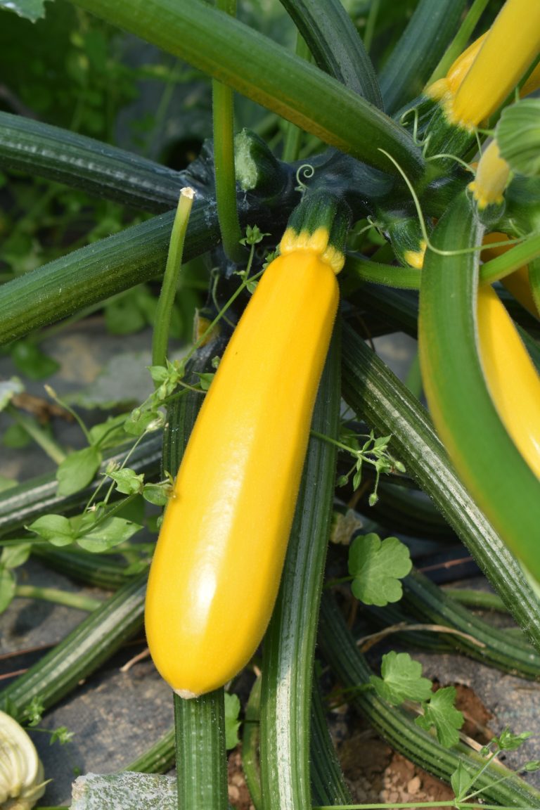 Le Jardin de Sylvain — Photo 6