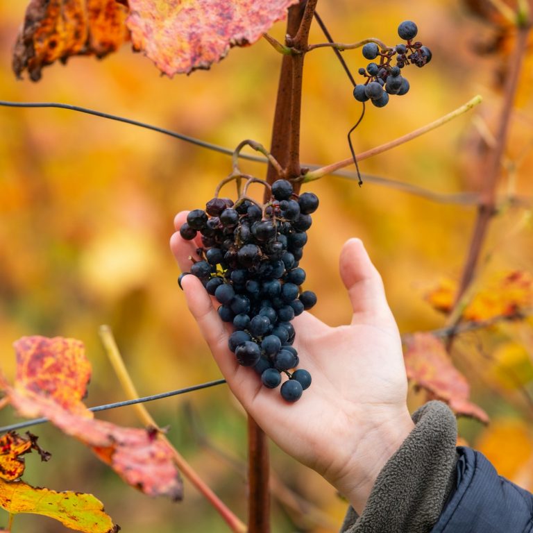 Château Bon Baron — Photo 7