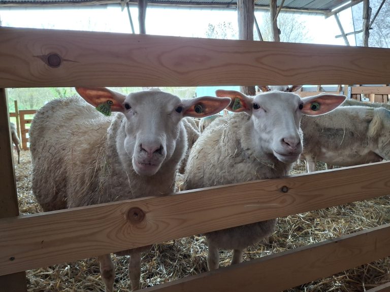 La Bergerie de Kumaye — Photo 7