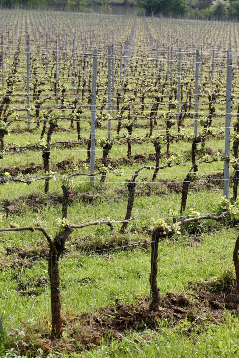 Château Bon Baron — Photo 8