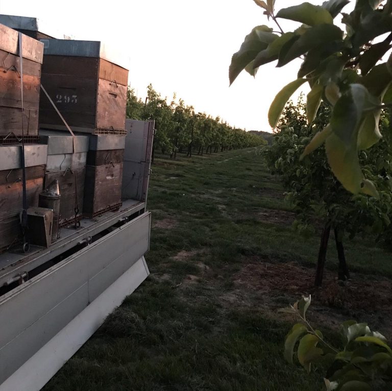 Beetasty — Photo 7