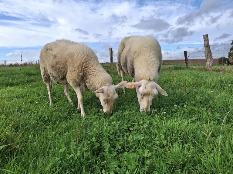 La Bergerie de Kumaye — Photo 8